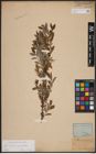 Foto von Salix aurita L. x Salix myrtilloides L.